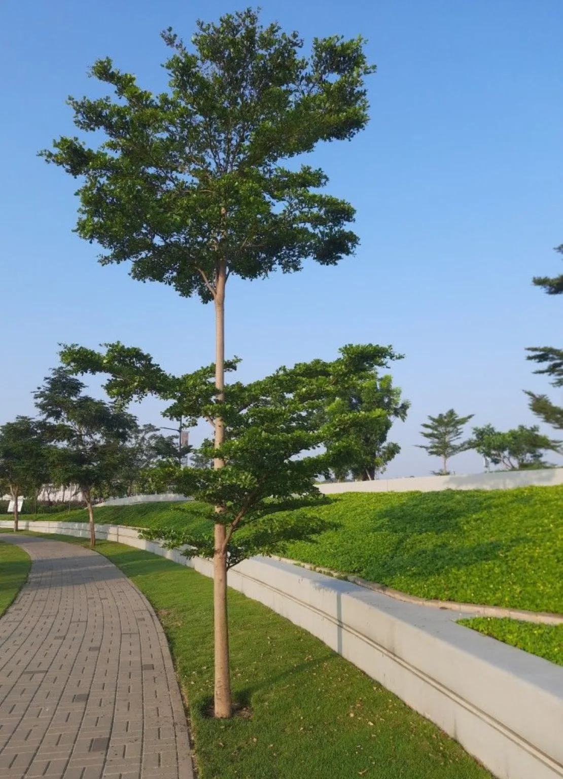 African Talisay Tree