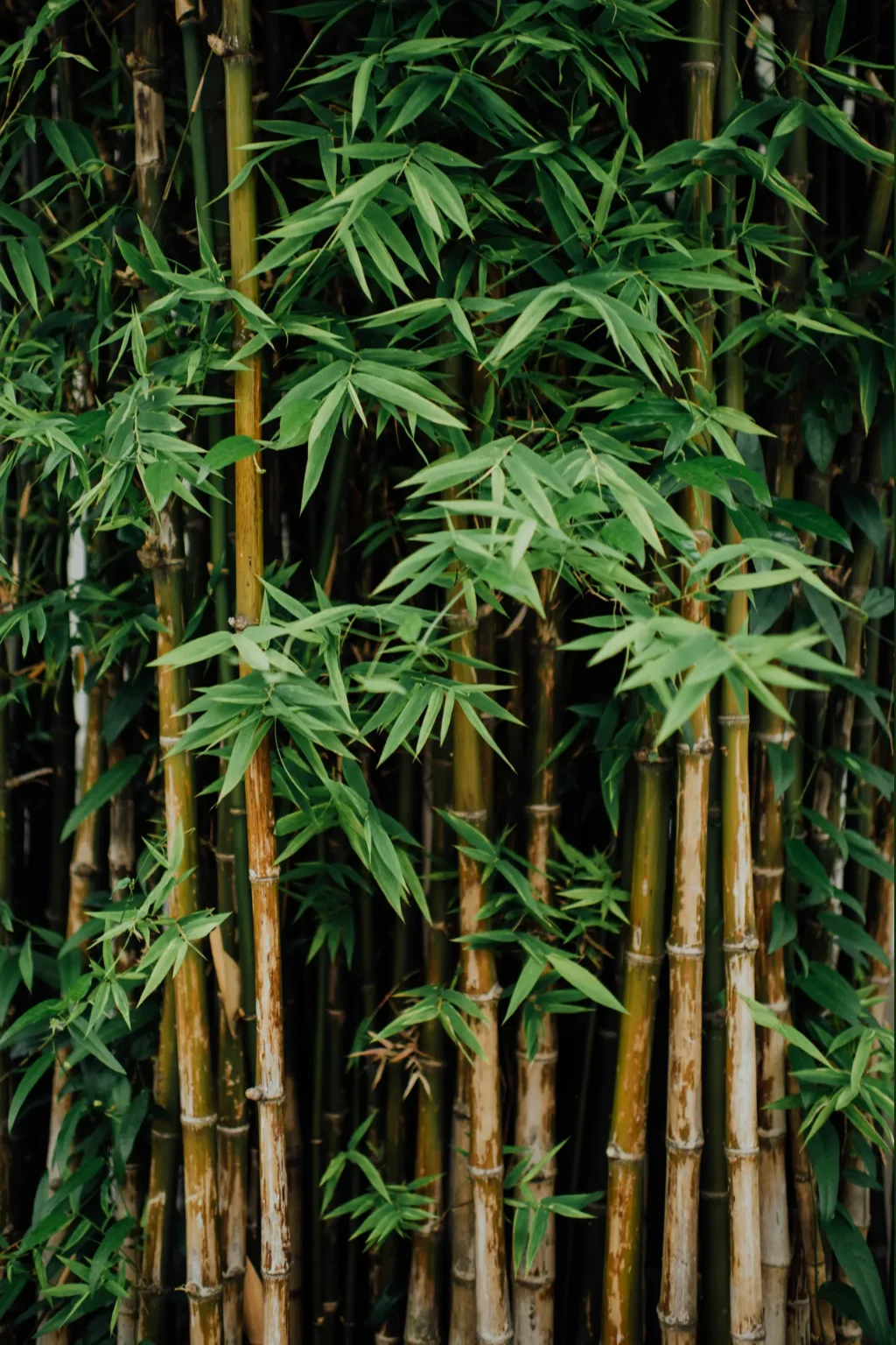Bamboo Kawayan