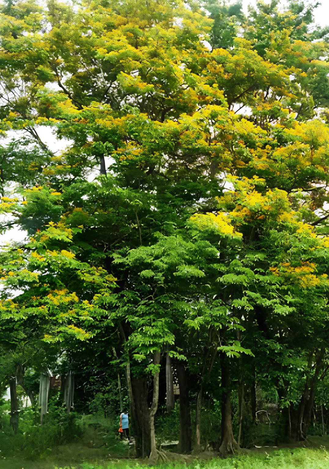 Native Species Katutubong Puno